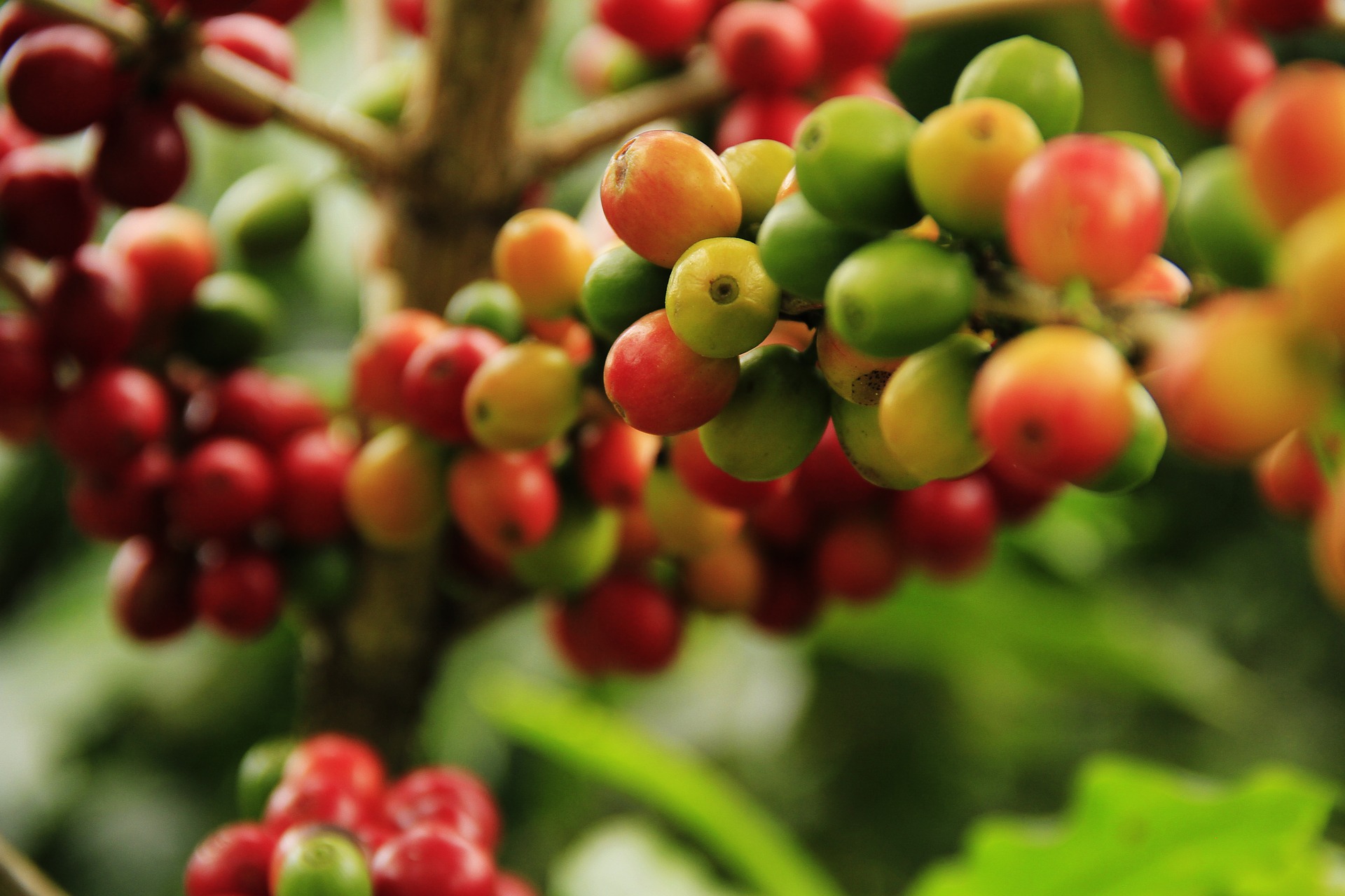 Why Is There More Robusta Coffee Than Arabica?