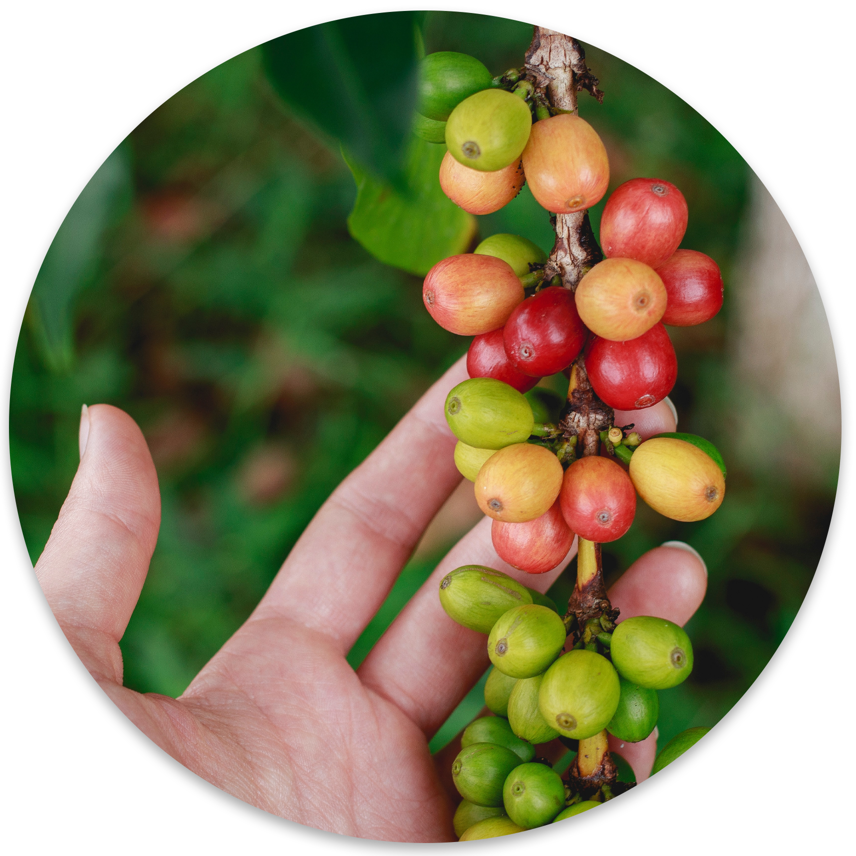 website.Sortation of coffee fruit