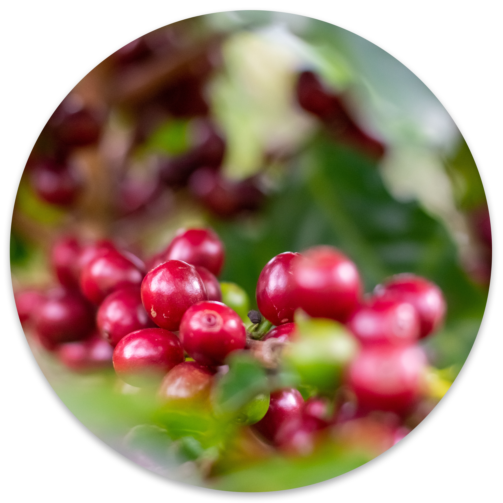 website.Peeling red fruit skin