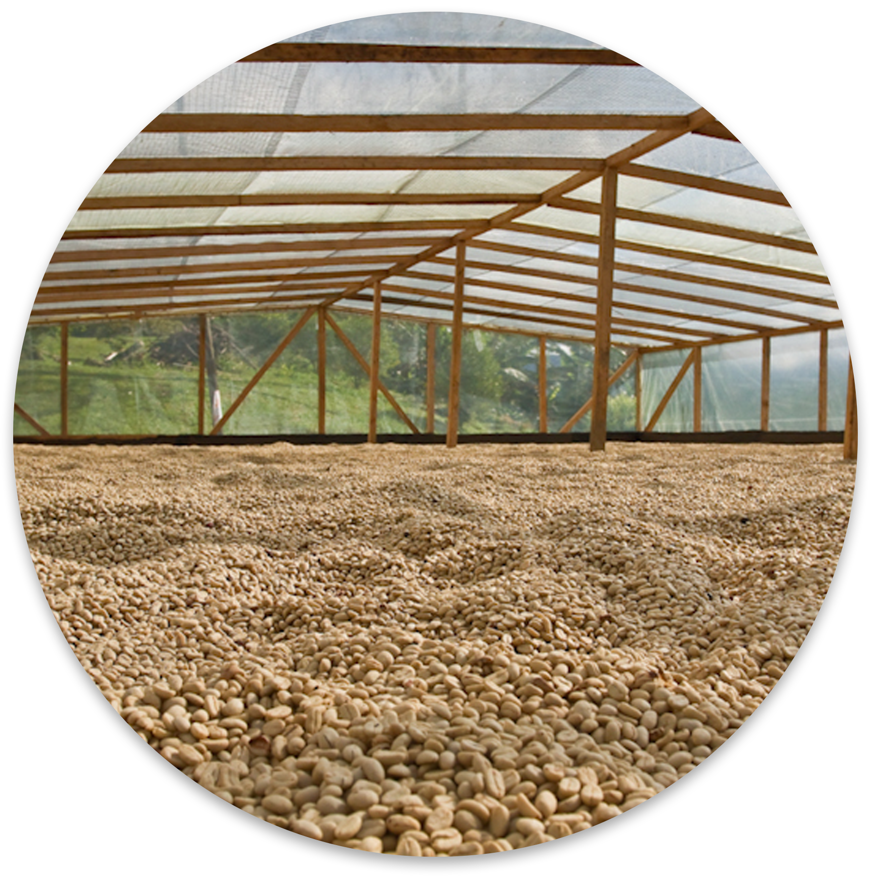 website.Drying coffee seeds