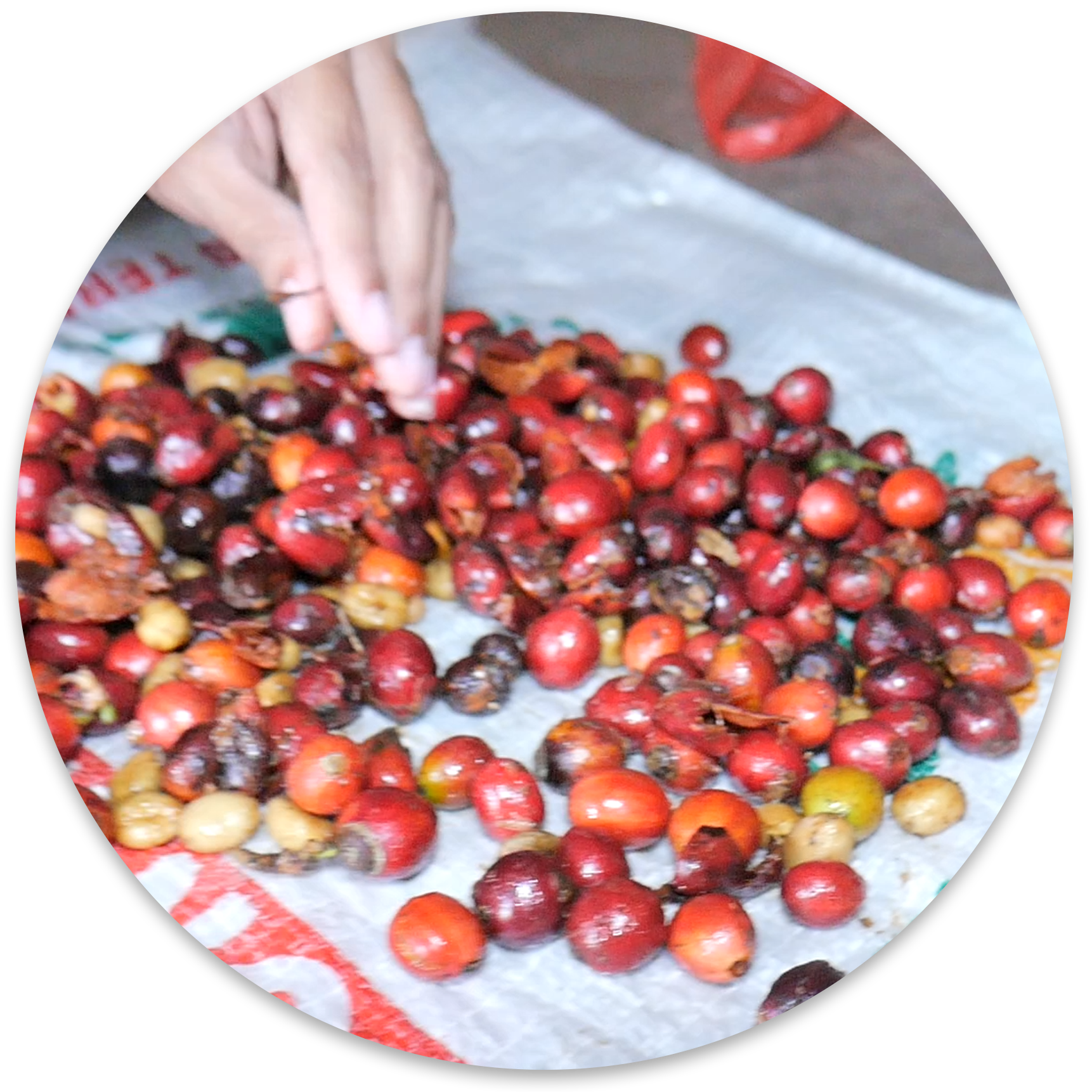 website.Sortation and drying of seeds